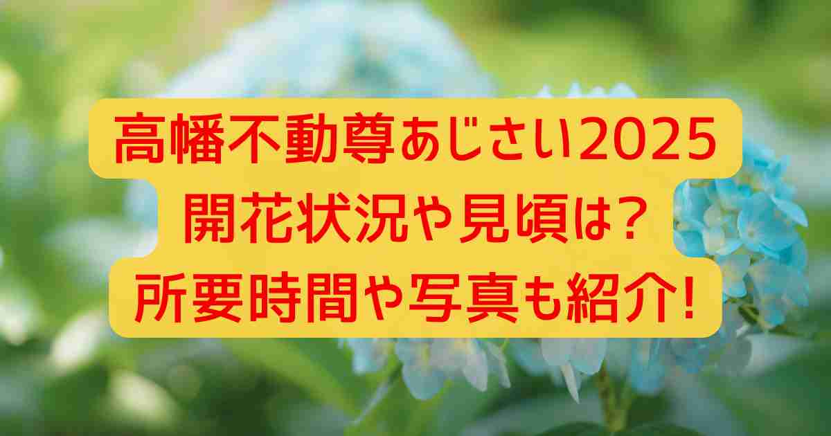 高幡不動尊あじさい2025開花状況や見頃は?所要時間や写真も紹介!