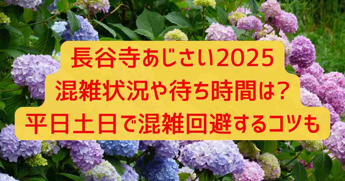 長谷寺あじさい2025混雑状況や待ち時間は?平日土日で混雑回避するコツも
