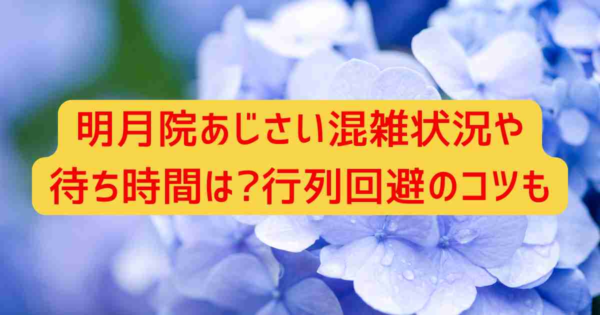 明月院あじさい混雑状況や待ち時間は?行列回避のコツも