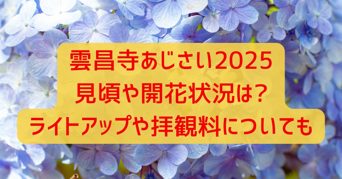 雲昌寺あじさい2025見頃や開花状況は?ライトアップや拝観料についても