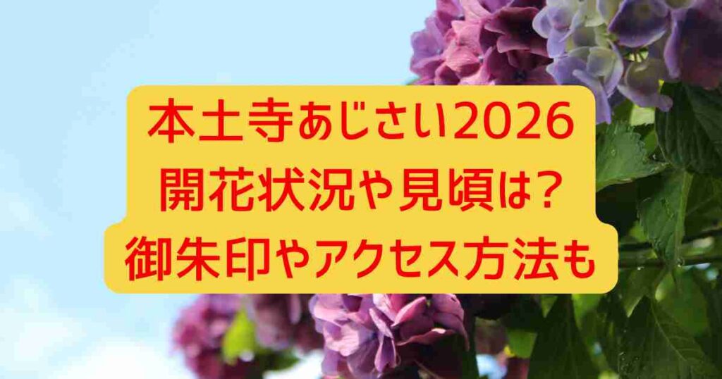 本土寺あじさい2026開花状況や見頃は?御朱印やアクセス方法も
