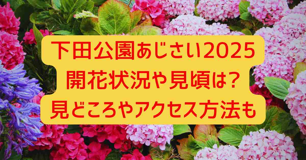 下田公園あじさい2025開花状況や見頃は?見どころやアクセス方法も