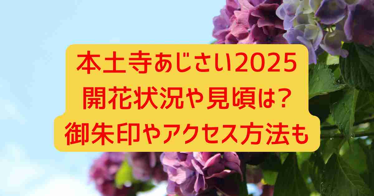 本土寺あじさい2025開花状況や見頃は?御朱印やアクセス方法も