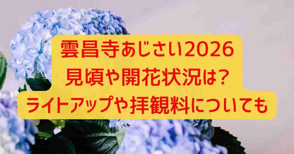 雲昌寺あじさい2026見頃や開花状況は?ライトアップや拝観料についても